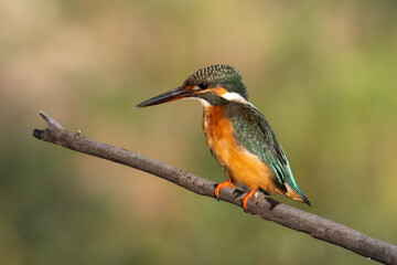 Common kingfisher (Alcedo atthis) during on branch tree for diving in to water eating fish at the river.
