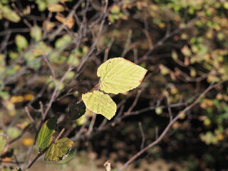 ヒュウガミズキの葉