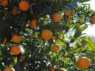 ウンシュウミカン