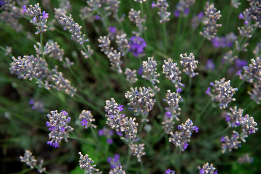 Close-up of blooming lavender in field
