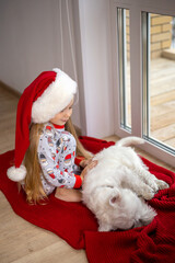 Merry Christmas. Friendship between man and dog. Cute West Highland White Terrier and its owner a little girl in a santa cap play on a red blanket by the window.