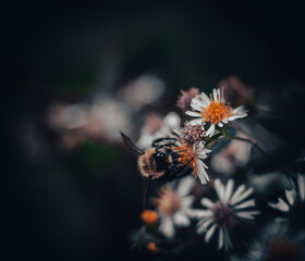 Busy bee