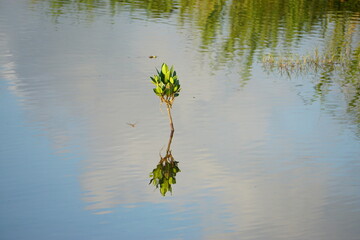 ポツンと生えるマングローブ
