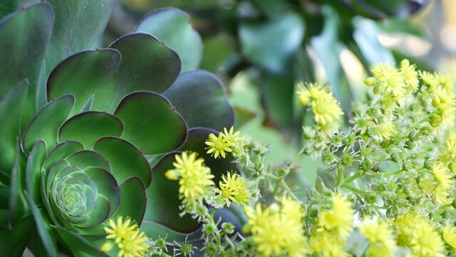 Aeonium arboreum houseleek tree yellow flower, California USA. Irish rose dark succulent inflorescence. Home gardening, american decorative ornamental houseplant, natural botanical desert atmosphere.