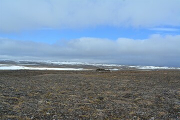 northern seppet of taimyr