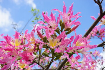 威風堂々トックリキワタの花