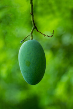 Sour raw mangoes, kacha aam, green mangoes hailed as the king of fruits