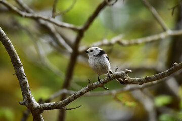 子育てで疲れ気味のシマエナガ