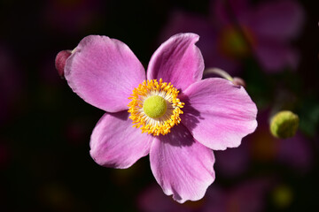 ピンクのシュウメイギク　正面