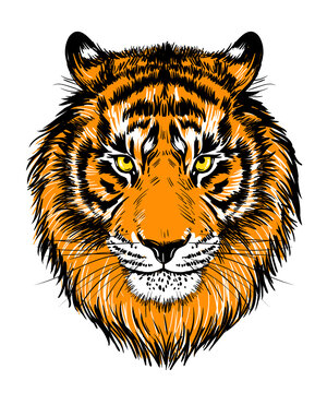 Realistic drawn face of a tiger, vector illustration. Tiger portrait color graphics, print, poster