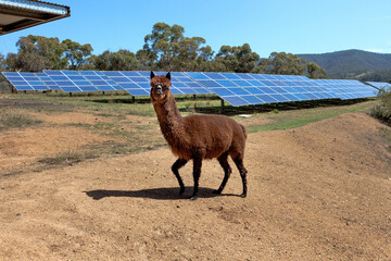 Solar panel installation in rural Australia.