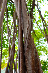The beauty of the roots of the banyan tangled spiral. The sunlight that shines through the leaves looks sparkling on blurred background.