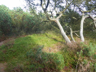Landbrücke und Landschaft auf der Insel Rømø