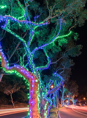 Tree Decoration with Holidays Lights  
