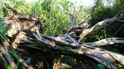 倒木したがじゅまる