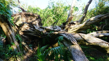 がじゅまるの倒木