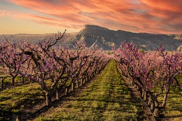 Foto op Canvas Blooming peach orchards in Palisade Colorado in Spring © Teri
