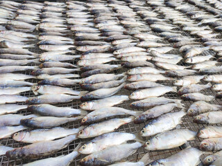 Fish that is being dried in the sun to be salted fish and sold.