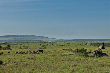 In the African savanna, vultures and hyena feast on a dead animal. The green grass stretches to the horizon. A mountain range against the sky in the distance. Kenya. Masai Mara Park