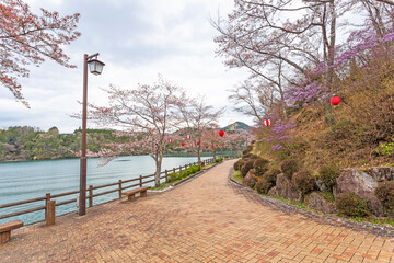 Sakura full bloom in Enakyosazanami Park, Gifu prefecture, Japan