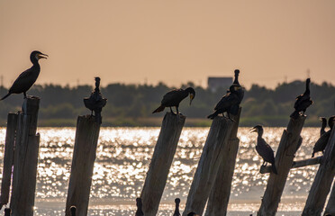 A flock of cormorants sits on a old sea pier in orange sunset light