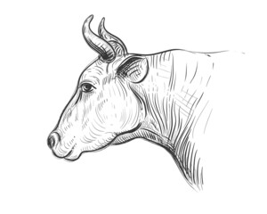 Hand drawn sketch black and white of cow. Vector illustration. Elements in graphic style label, card, sticker, menu, package. Engraved style illustration.