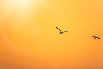 Two Water birds pied avocet, lat. Recurvirostra avosetta, flies over the lake. The pied avocet is a...