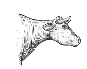 Hand drawn sketch black and white of cow. Vector illustration. Elements in graphic style label, card, sticker, menu, package. Engraved style illustration.