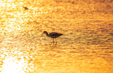 Water bird pied avocet, Recurvirostra avosetta, standing in the water in orange sunset light. The...