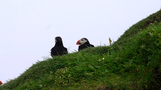Cinematic close up footage of the beautiful Puffins -Fratercula- in the natural environment in the Mykines island -Faroe Islands	