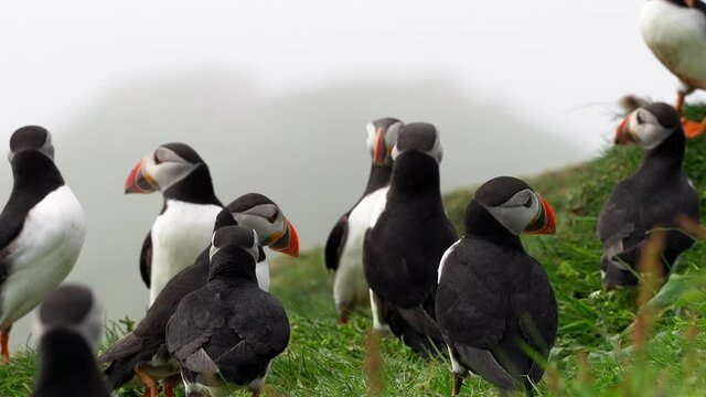 Cinematic close up footage of the beautiful Puffins -Fratercula- in the natural environment in the Mykines island -Faroe Islands	