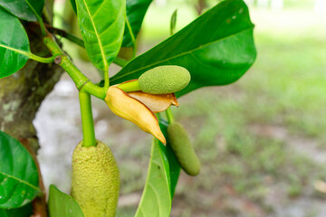 Jackfruit or Pohon Nangka is the name of a kind of tree, as well as fruit.

Jackfruit trees belong...