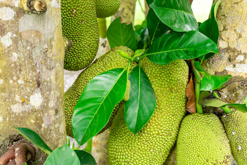 Jackfruit or Pohon Nangka is the name of a kind of tree, as well as fruit.

Jackfruit trees belong...