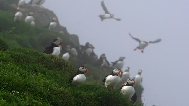 Cinematic close up footage of the beautiful Puffins -Fratercula- in the natural environment in the Mykines island -Faroe Islands	