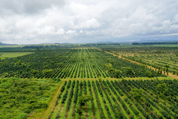 Fototapeta na wymiar aerial view of coffee plantation field showing it pattern shooting from drone at Paksong, Champasak, Laos.