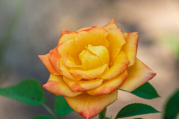 Yellow-red rose on a green blurred background.