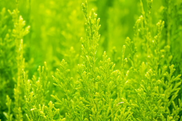 Green branches and young leaves of a thuja tree.