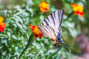 Beautiful Butterfly Scarce Swallowtail, Sail Swallowtail, Pear-tree Swallowtail, Podalirius. Latin name Iphiclides podaliriu. Butterfly collects nectar on flower.