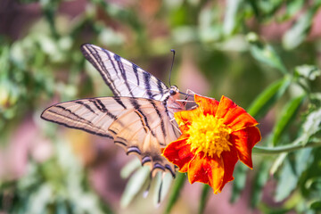 Beautiful Butterfly Scarce Swallowtail, Sail Swallowtail, Pear-tree Swallowtail, Podalirius. Latin name Iphiclides podaliriu. Butterfly collects nectar on flower.
