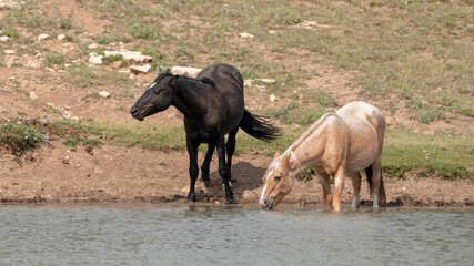Fototapeta na wymiar Black Stallion with his Palomino mare drinking at the waterhole in the western United States