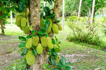 Jackfruit or Pohon Nangka is the name of a kind of tree, as well as fruit.

Jackfruit trees belong...