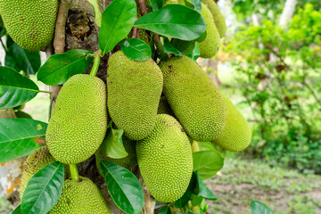 Jackfruit or Pohon Nangka is the name of a kind of tree, as well as fruit.

Jackfruit trees belong...