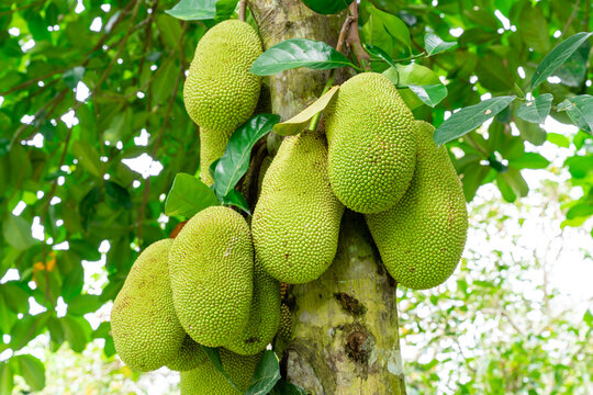Jackfruit or Pohon Nangka is the name of a kind of tree, as well as fruit.

Jackfruit trees belong to the Moraceae tribe, the scientific name is Artocarpus heterophyllus. selective focus. defocus