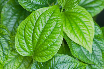 Fresh Piper sarmentosum herb green leaves on background, Piper sarmentosum green leaves is one a raw material for cooking food diet and use for herbal	
