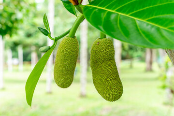 Jackfruit or Pohon Nangka is the name of a kind of tree, as well as fruit.

Jackfruit trees belong...
