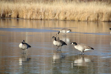 Geese Of Frozen Lake