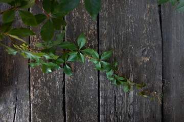 A green plant on a dark wooden background. Vine, ivy. Flat lay. Top view.
