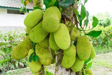 Jackfruit or Pohon Nangka is the name of a kind of tree, as well as fruit.

Jackfruit trees belong...