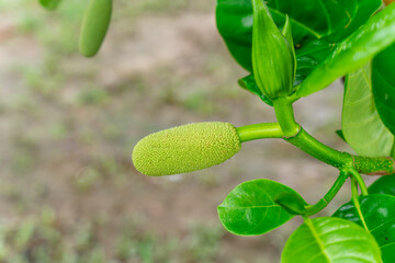 Jackfruit or Pohon Nangka is the name of a kind of tree, as well as fruit.

Jackfruit trees belong...