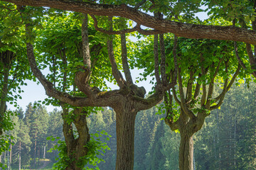 Old linden trees with branches bent up like candelabra, branch of old oak tree